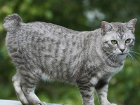 短尾猫,探寻神秘短尾猫种的独特魅力