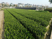 苗木信息网,苗木种植技术要点