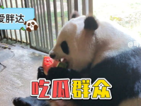 娱乐吃瓜大熊猫视频,大熊猫娱乐视频盛宴